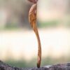 Olive Wood Soup Ladle 1