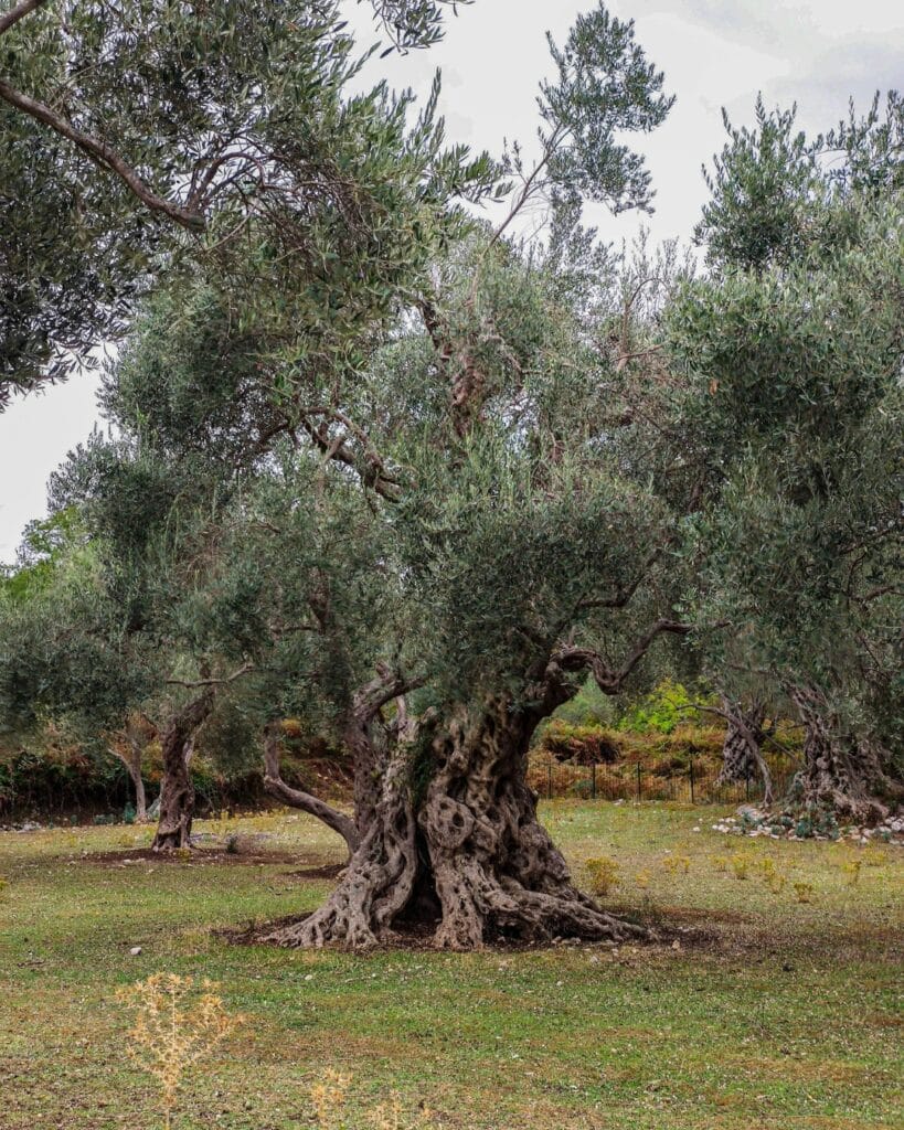 olive tree 
olive wood
ancient olive tree