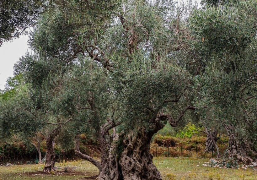 olive tree olive wood ancient olive tree